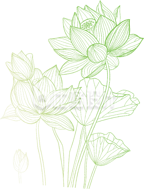 荷花荷叶线稿