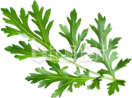 植物绿色艾草免抠图片