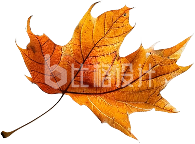 枫叶