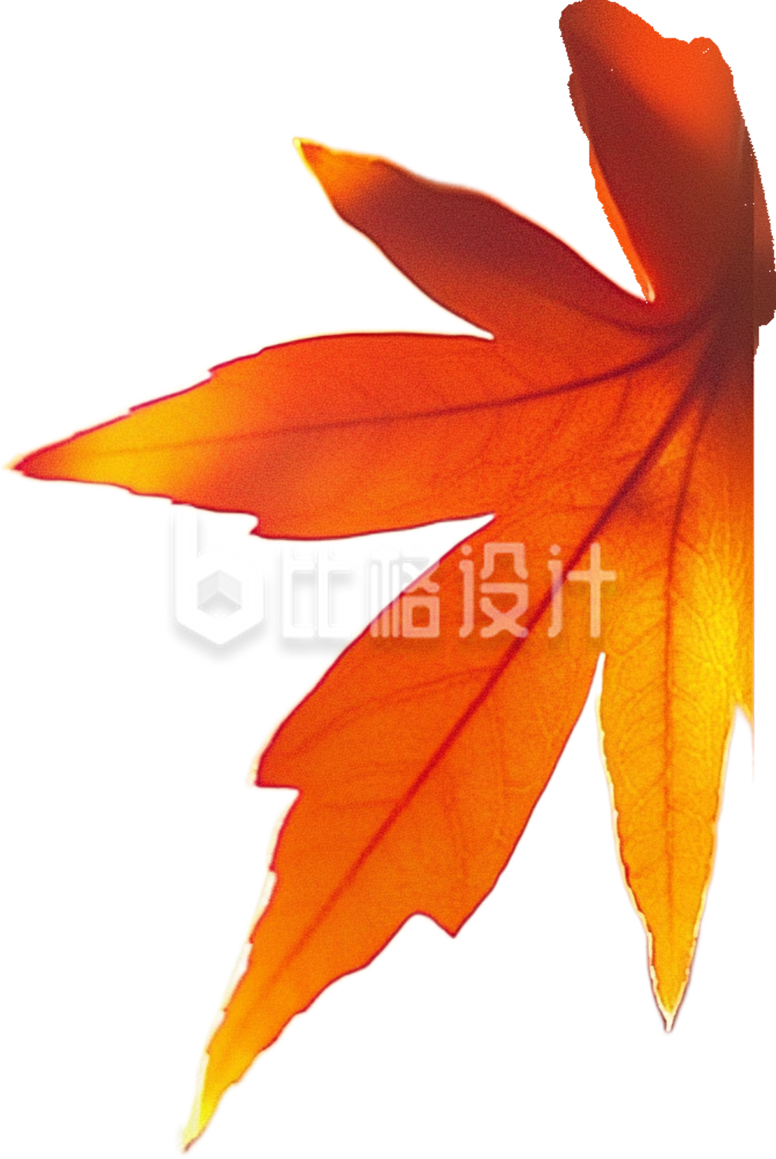 秋天枫叶