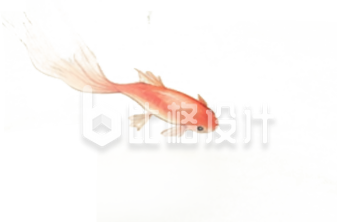 一只锦鲤