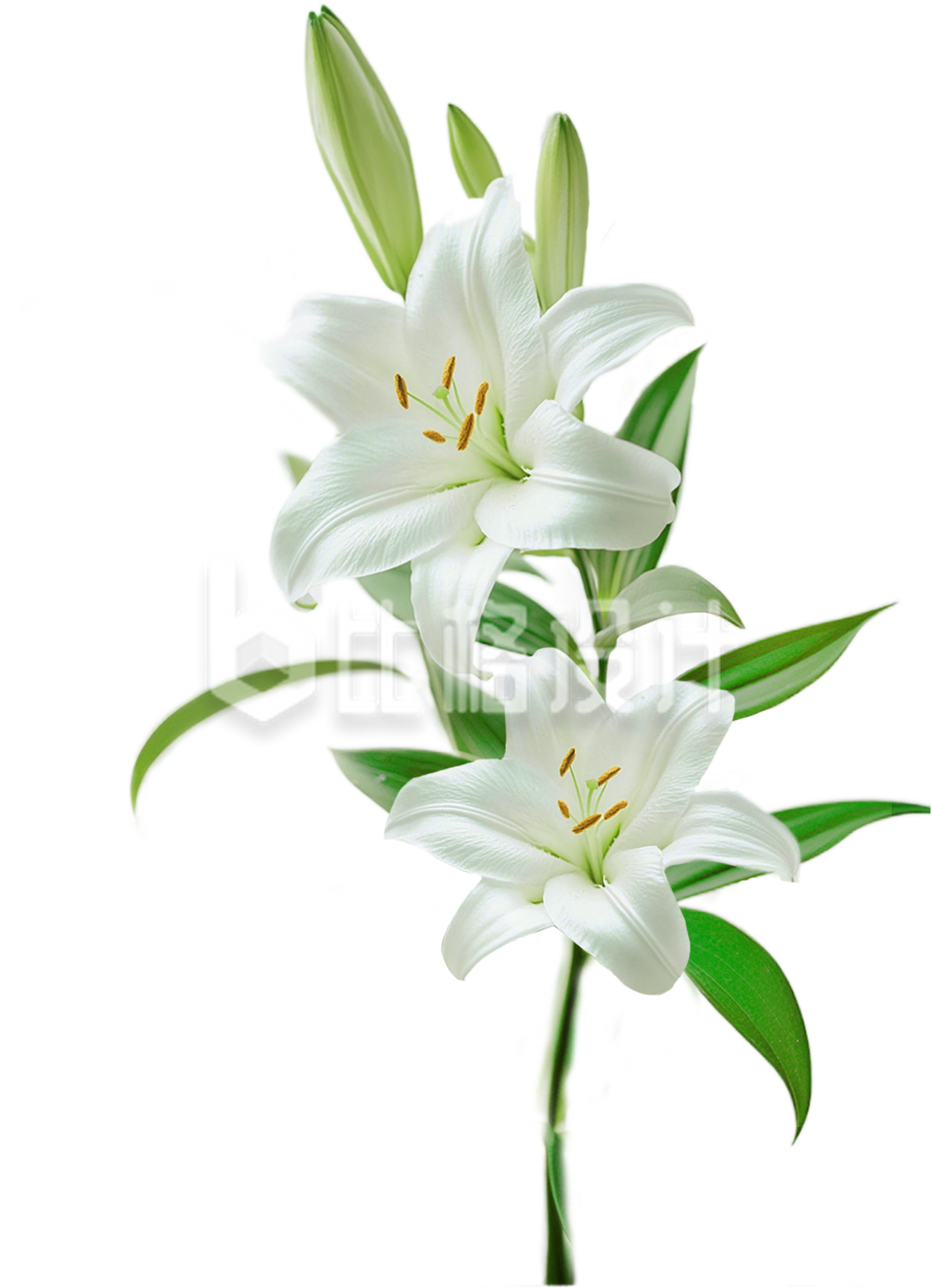 百合鲜花