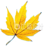 黄色的枫树叶