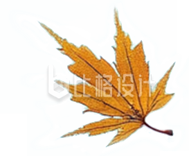 秋季飘落的枫树叶