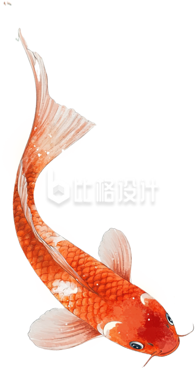 锦鲤