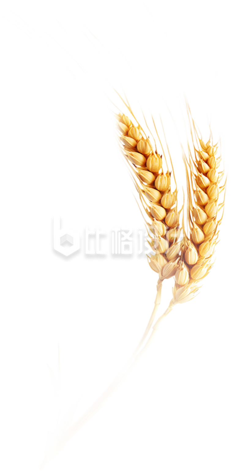麦子丰收粮食实景免抠图片