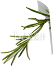 茴香牛排蔬菜食物免抠图片 茴香牛排蔬菜食物免抠图片