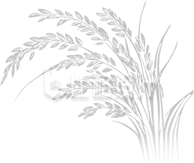 手绘水稻