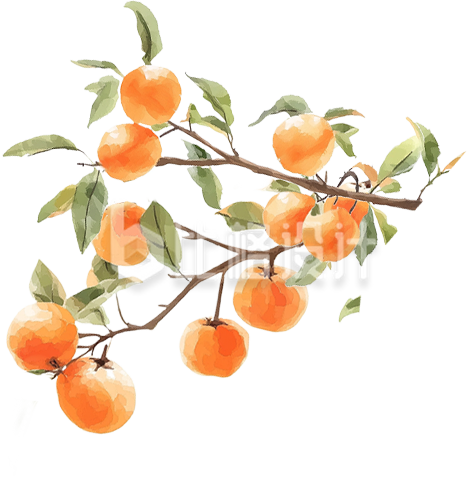 手绘柿子树枝