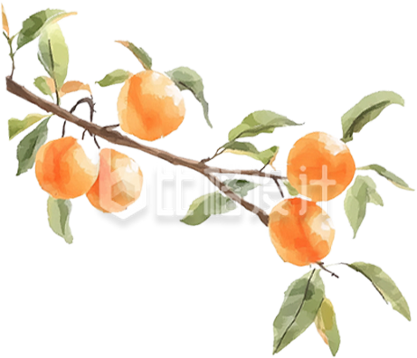 手绘柿子树枝