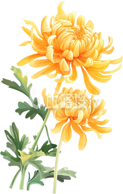 手绘菊花