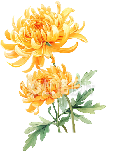 手绘菊花