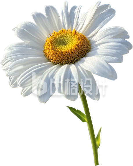 白色雏菊