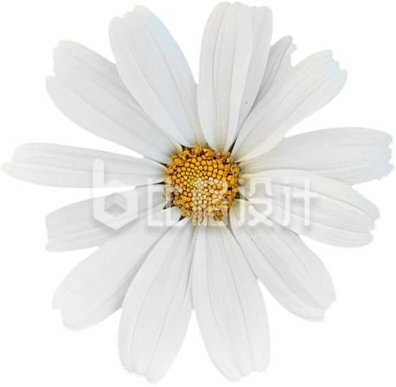 白色雏菊