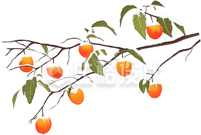 手绘柿子树枝