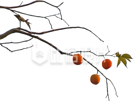 柿子树枝实景免抠图片