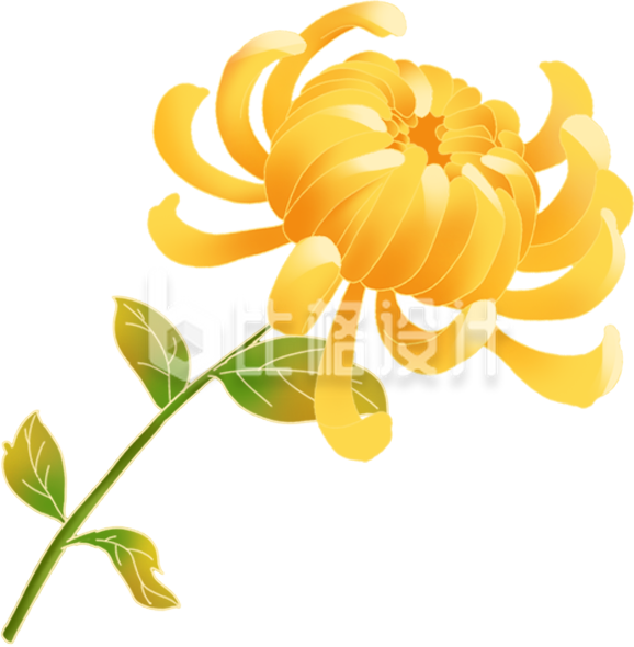 黄色菊花手绘
