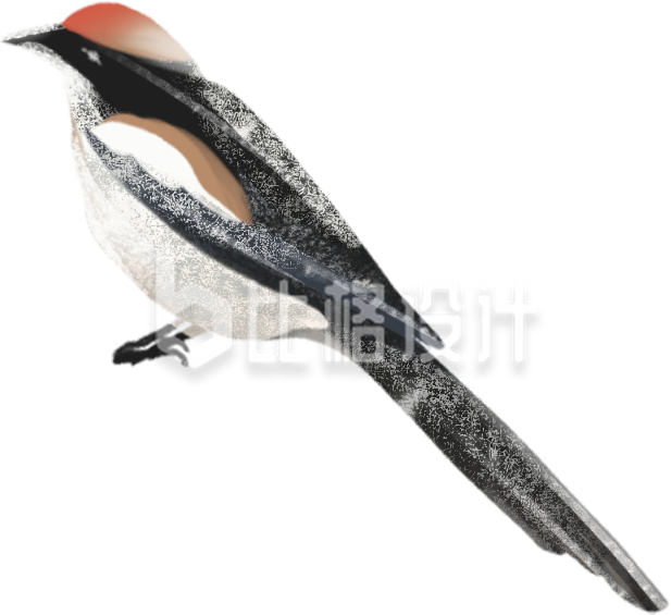 喜鹊手绘