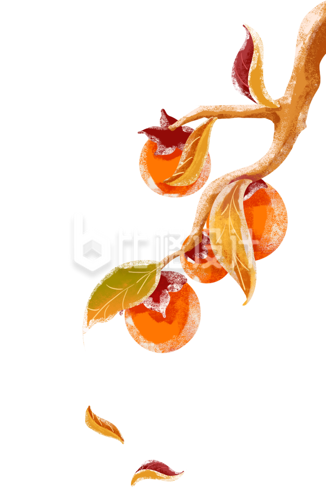 柿子树枝手绘插画