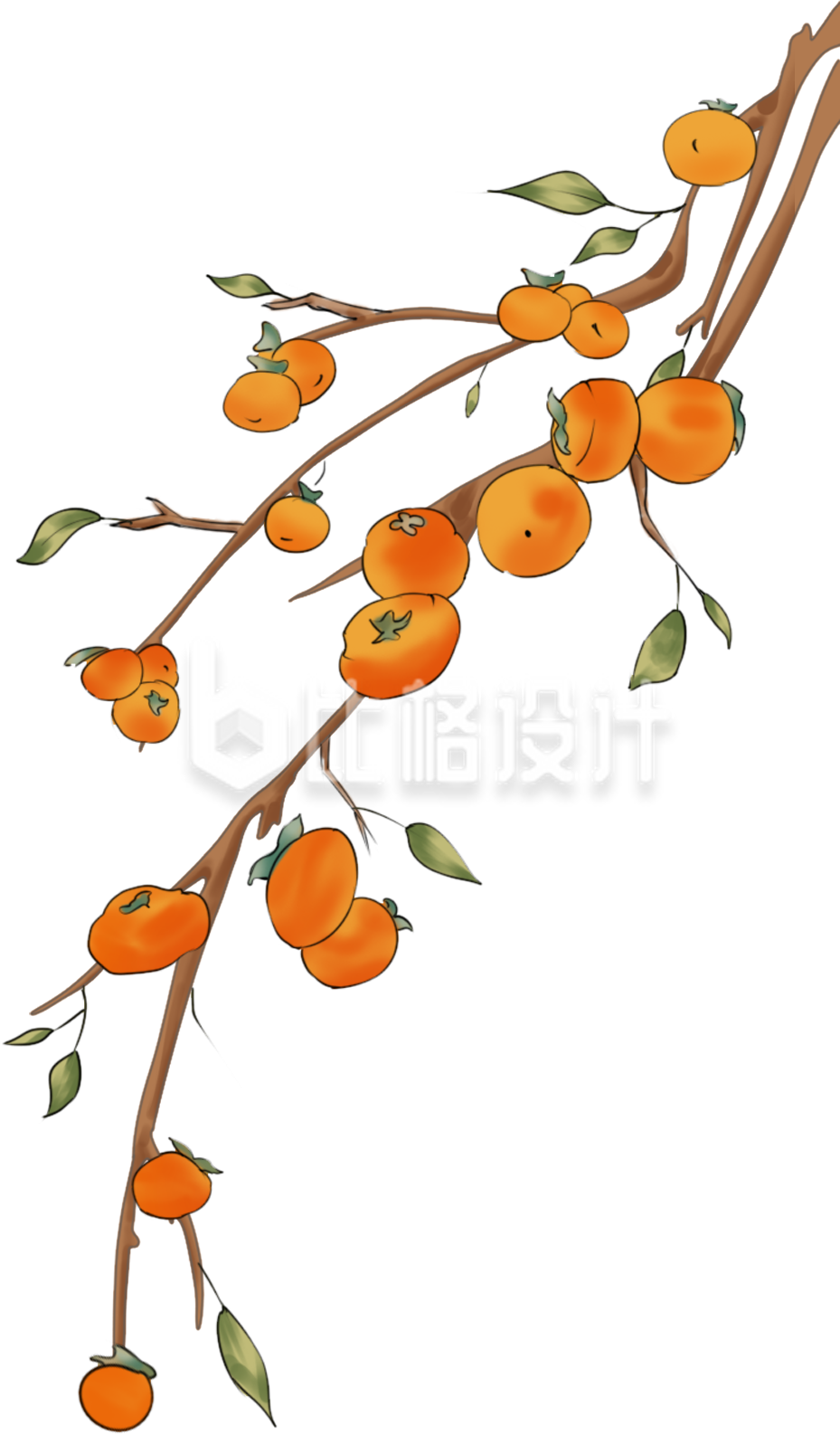 柿子树枝手绘插画