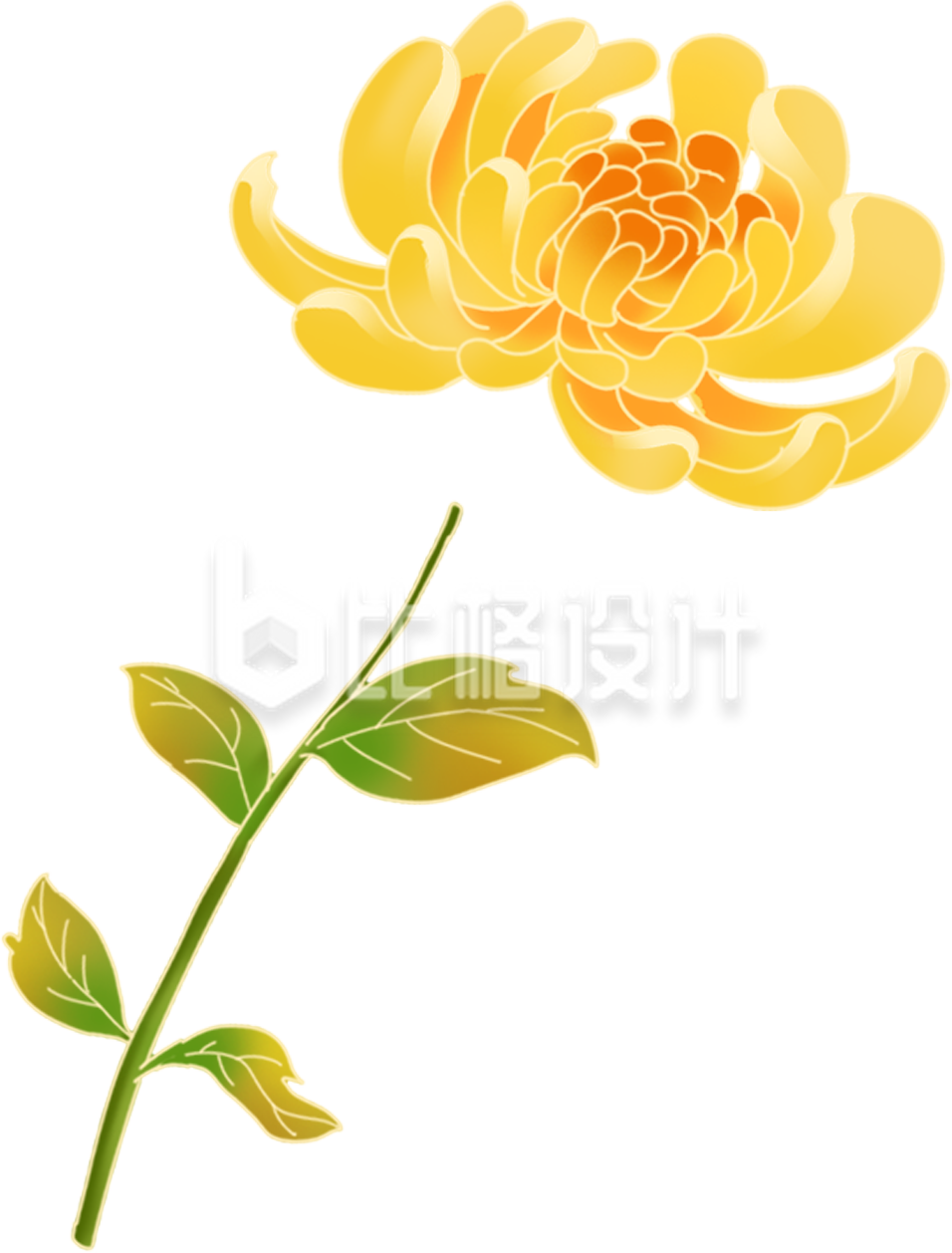 黄色菊花手绘