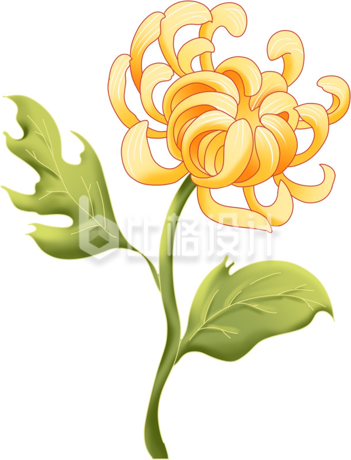 菊花手绘插画