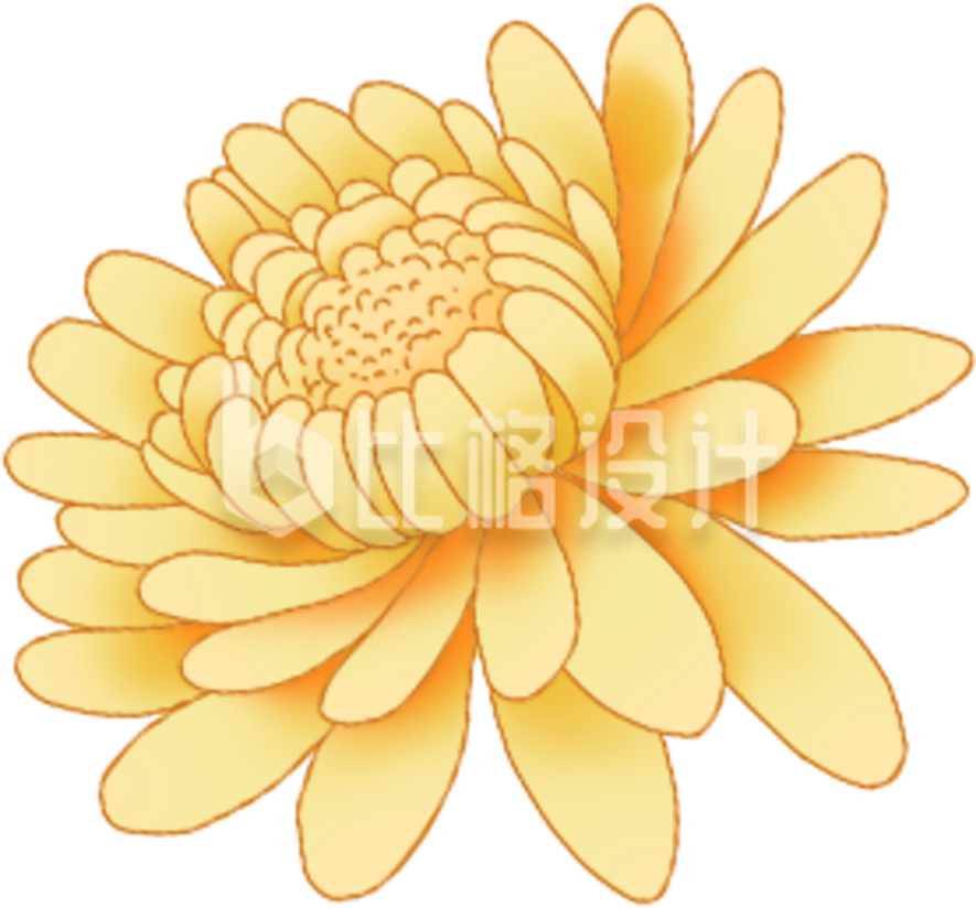 黄色菊花手绘
