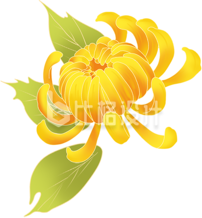 黄色菊花手绘