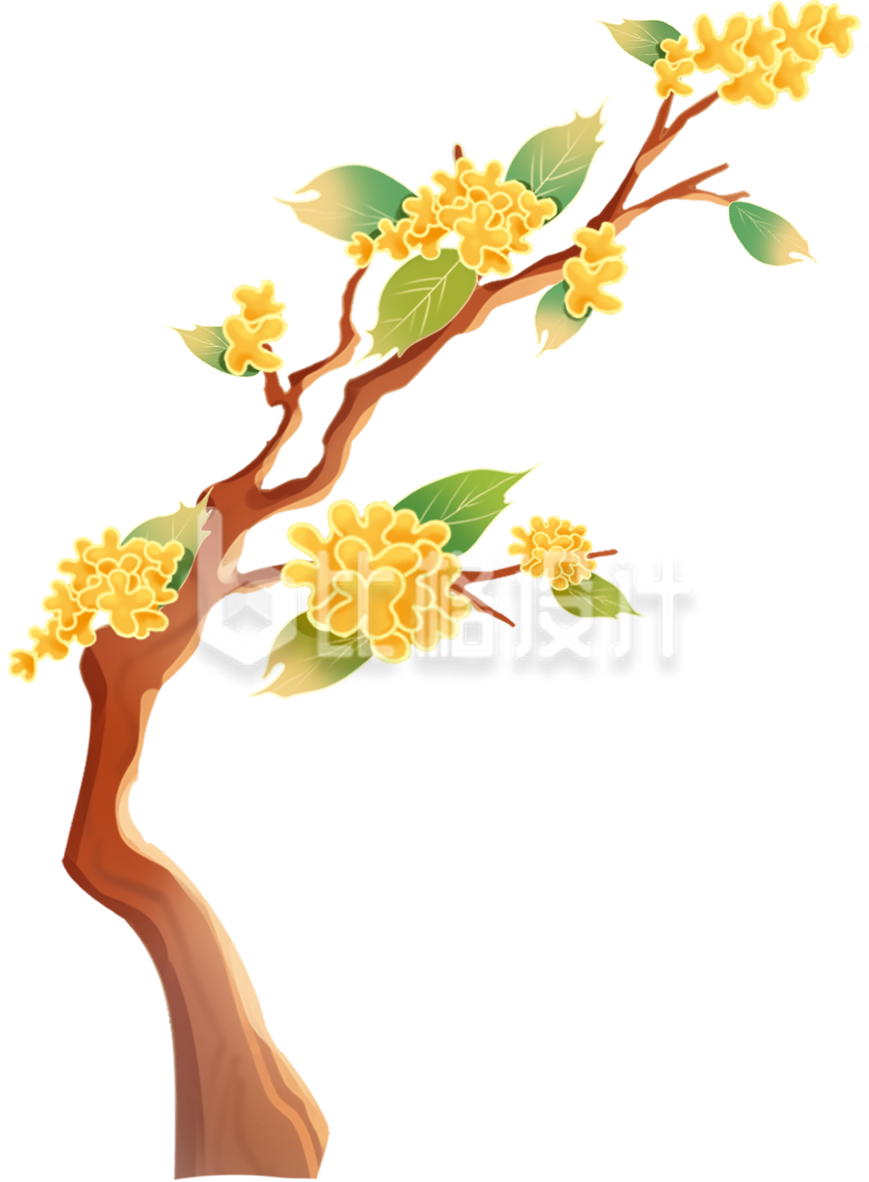 桂花树