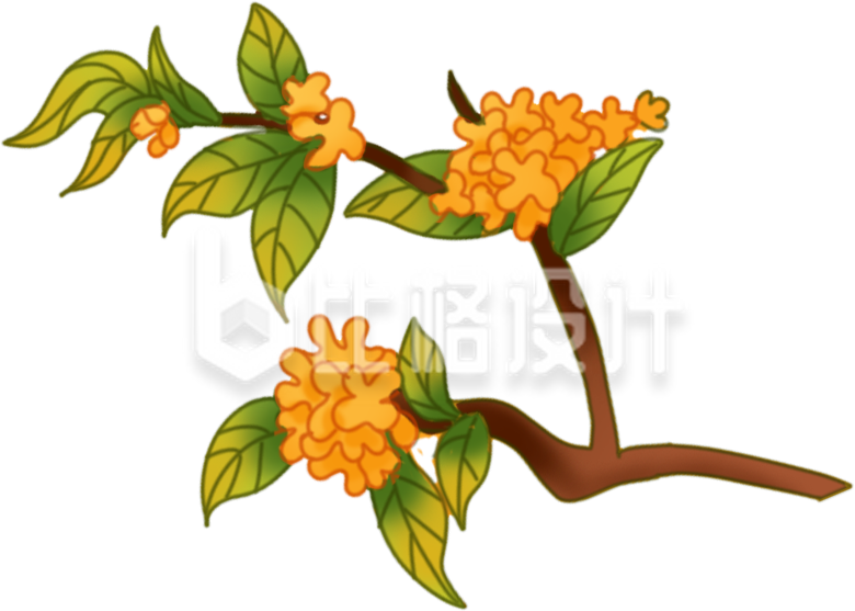 桂花树枝