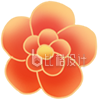 花朵小花