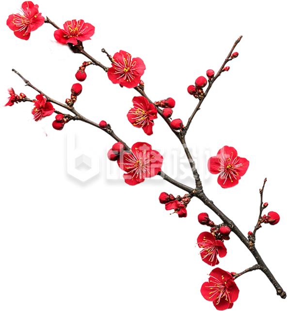 红色梅花腊梅树枝