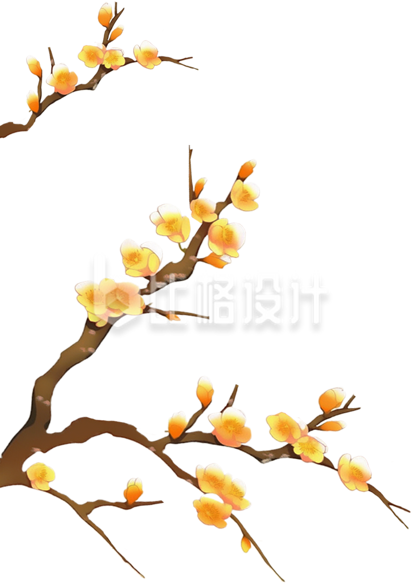 冬季黄色腊梅花手绘
