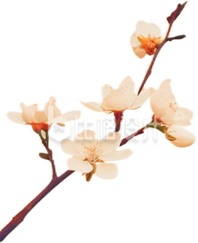 一枝白色花朵