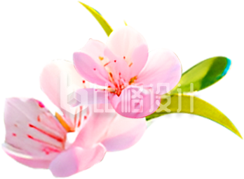 小花桃花实景植物春天