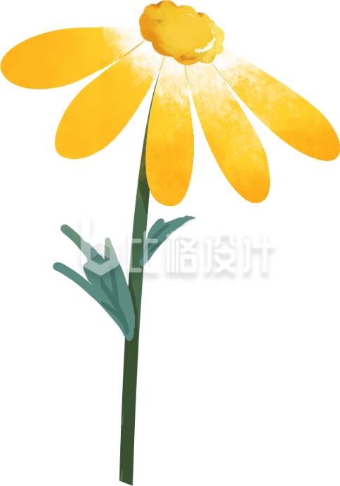 黄色菊花手绘
