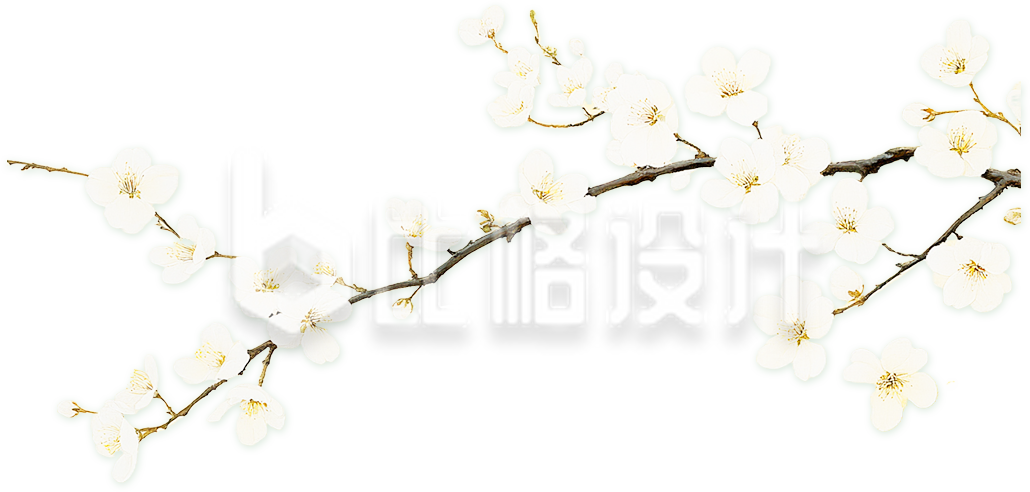 一枝白色的花