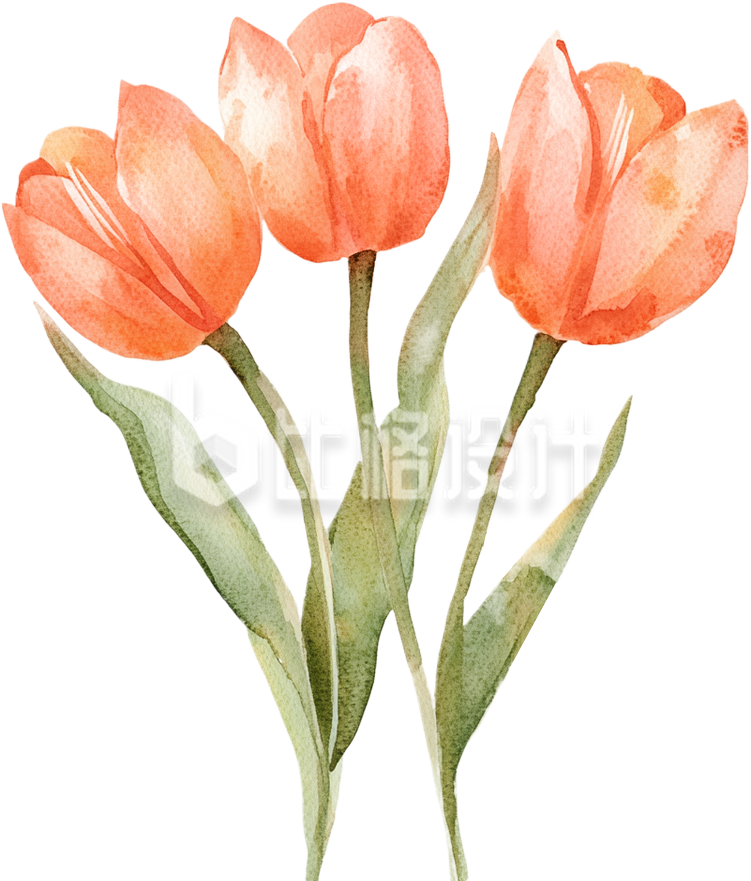 郁金香花朵 郁金香花朵