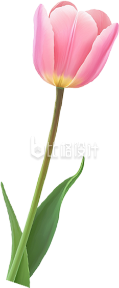 郁金香