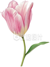 郁金香花朵