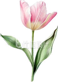 郁金香花朵