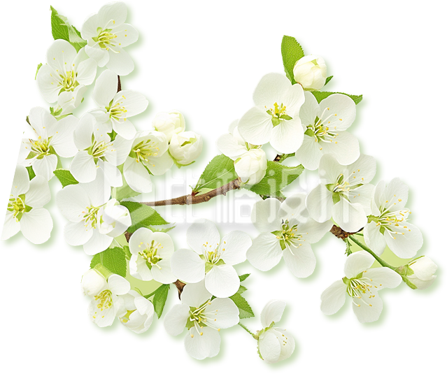 一枝梨花