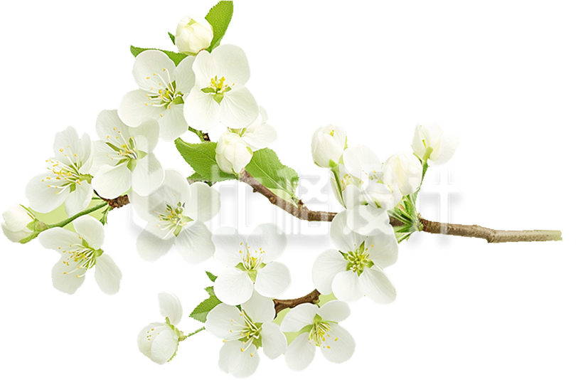 一枝梨花