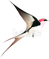一只燕子