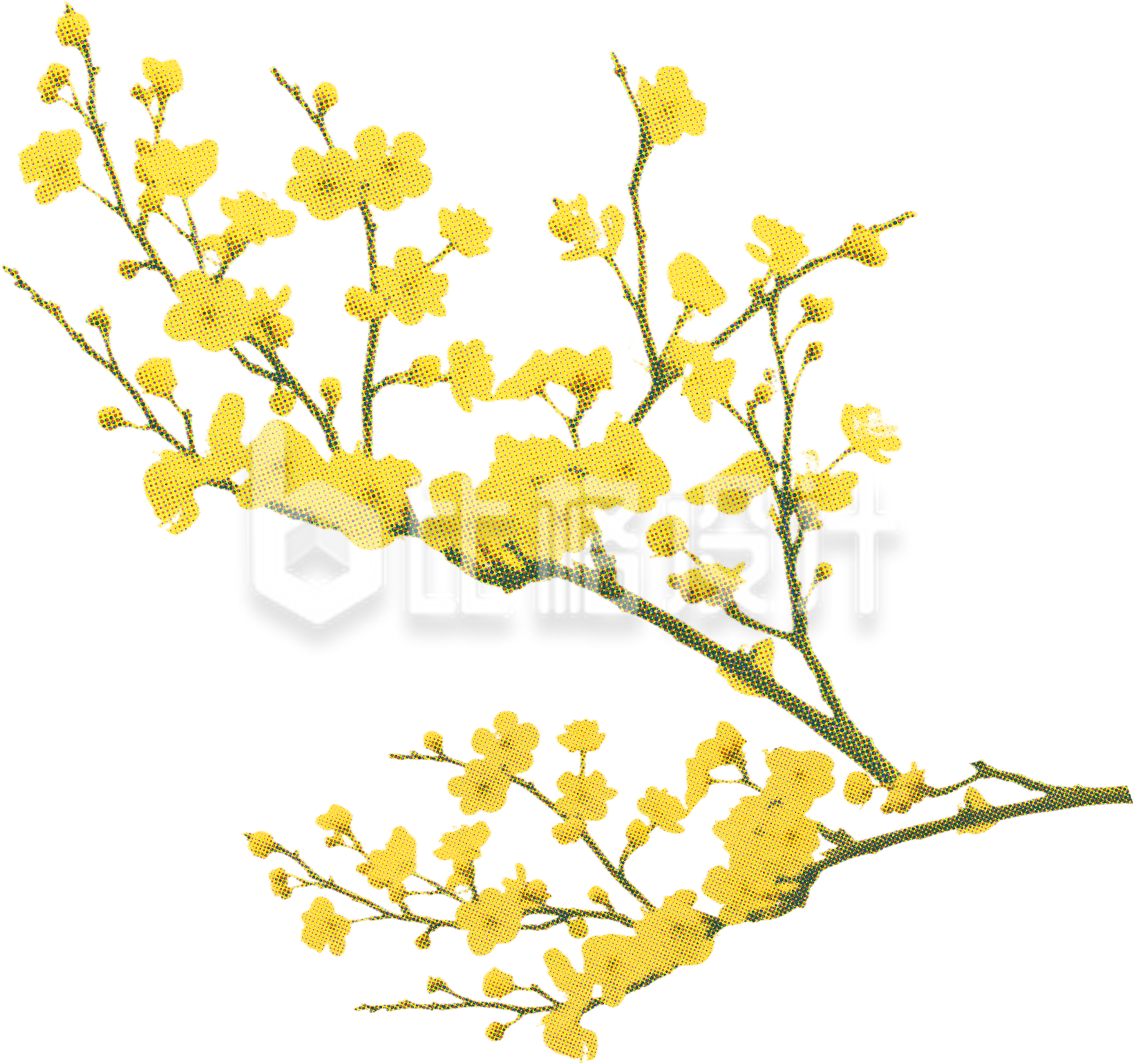 开满黄色小花的树枝