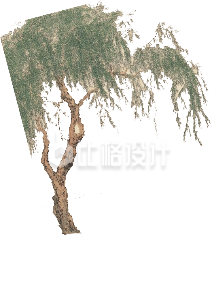 柳树