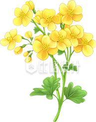 黄色手绘油菜花