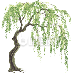 手绘柳树