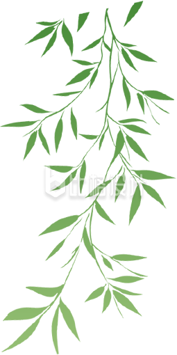 手绘柳条