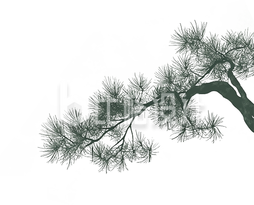 松树